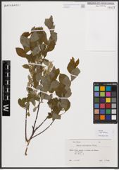 Salix bebbiana Sarg.